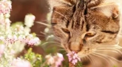 Kaj storiti, če mačka bitka?